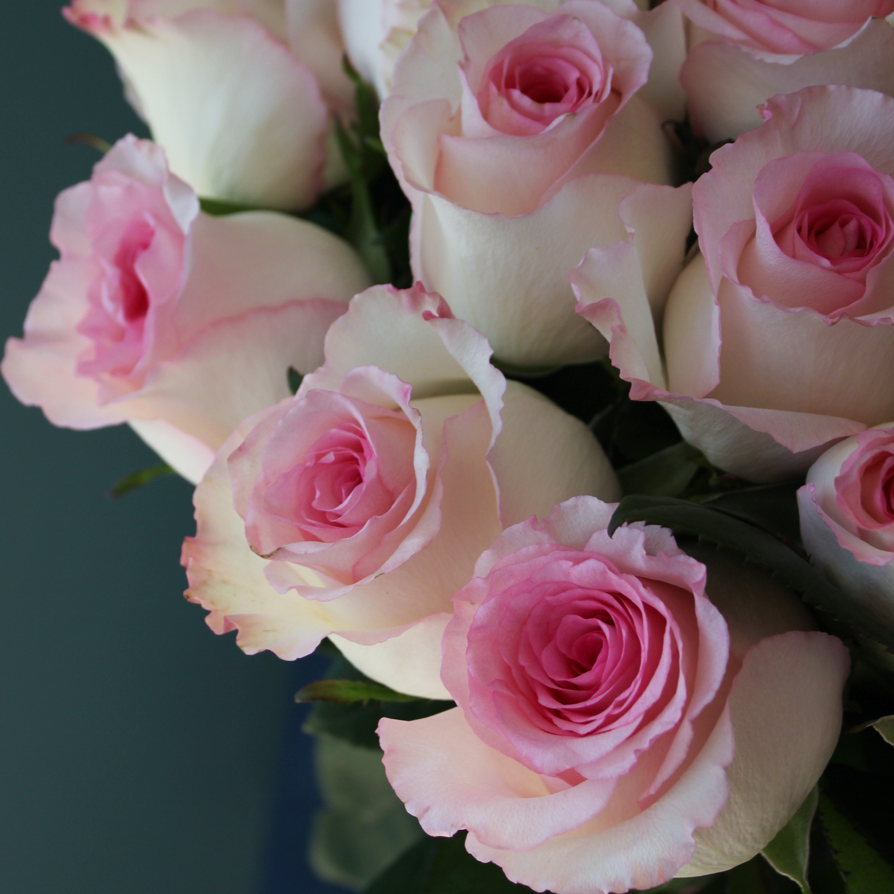 25 бело-розовых роз Эквадор